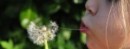 Girl blowing dandelion seeds