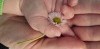 Hands Daisy